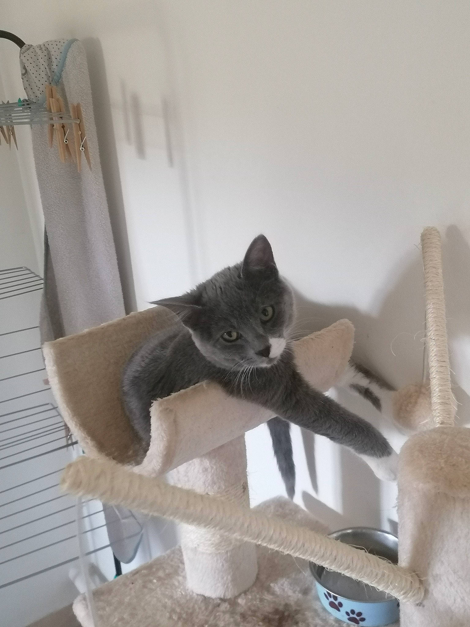 Cancùn participe au concours pour gagner de l'argent avec cette photo : british_shorthair, burmese, carnivore, cat, chartreux, domestic_short_haired_cat, felidae, kitten, korat, russian_blue, small_to_medium_sized_cats, tail, whiskers