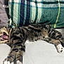 Simon is registered to the contest to win money with this photo: cat, tabby, yawning, bed, pillow, plaid, stretching, fur, whiskers, indoor, pet, animal, claws, cute, relaxing, tongue, teeth, sleepy, mammal, domestic