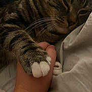 Simon is registered to the contest to win money with this photo: cat, tabby_cat, paw, hand, bed, blanket, sleepy, resting, close_up, feline, pet, domestic_animal, cozy, intimate, affection, whiskers, fur, striped, animal_hand, human_hand