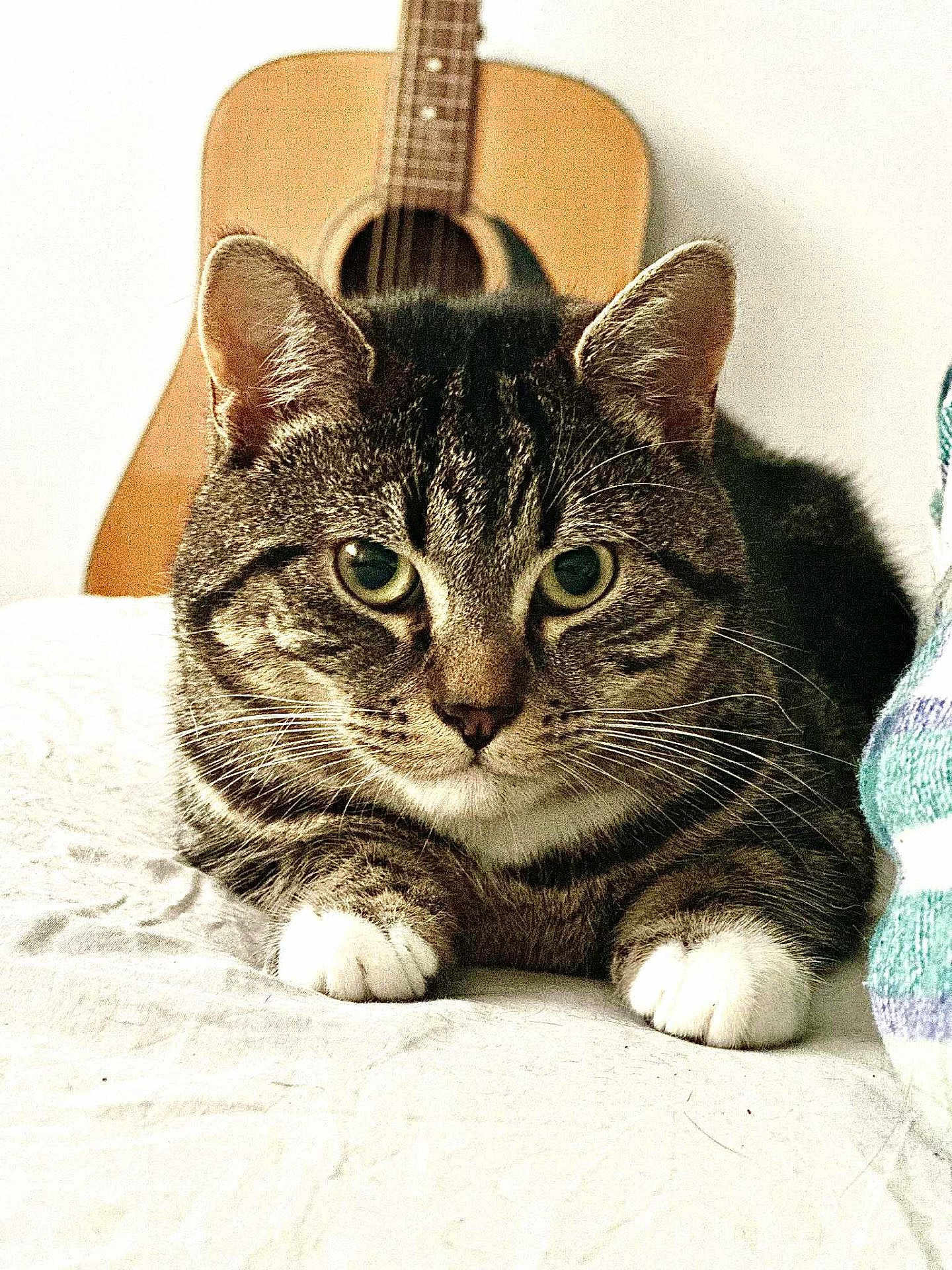 Simon joined the competition — help win amazing prizes! cat, tabby, white_paws, bed, acoustic_guitar, musical_instrument, indoor, pet, animal, feline, close_up, portrait, relaxed, fur, whiskers, ears, eyes, resting, cozy, home