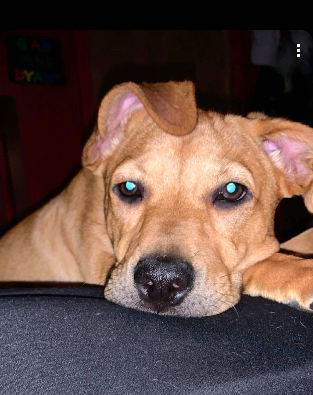 Bella is registered to the contest to win money with this photo: beagador, black_mouth_cur, canidae, carnivore, companion_dog, dog, dog_breed, fawn, feist, mammal, mountain_cur, nose, potcake_dog, puppy, rare_breed_dog, rhodesian_ridgeback, snout, sporting_group, vertebrate, whiskers