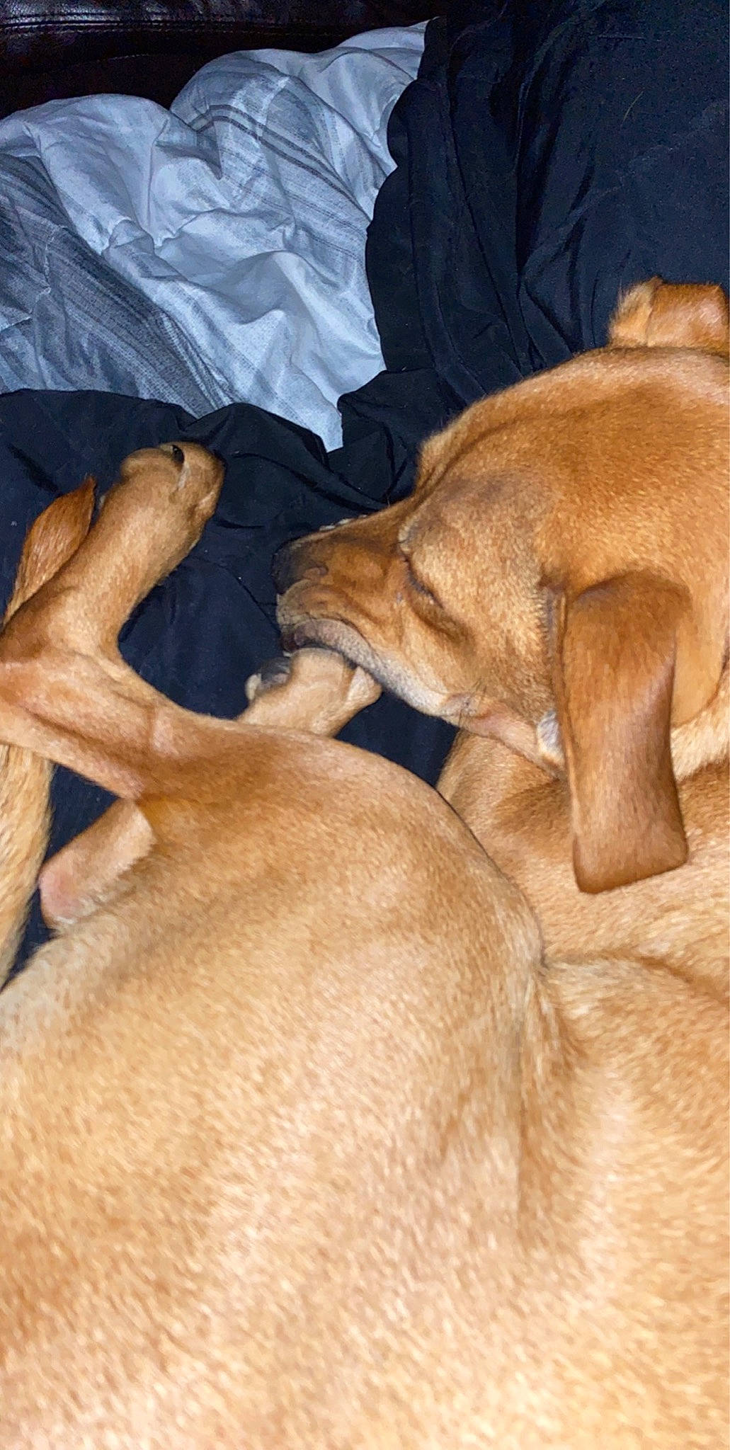 Bella is registered to the contest to win money with this photo: canidae, carnivore, dog, dog_breed, fawn, mammal, puppy, sporting_group, vizsla