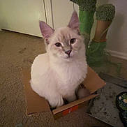 Ziggy Bane joined the competition — help win amazing prizes! cat, white_cat, cardboard_box, indoor, carpet, cactus_toy, scratching_post, fluffy, sitting, looking_at_camera, ears, whiskers, pet, home_interior, door, box, curious, paws, dim_lighting, floor