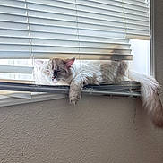 Ziggy Bane is registered to the contest to win money with this photo: cat, pet, window, blinds, windowsill, fur, tail, sleeping, relaxed, indoor, sunlight, shadow, home, cozy, white_cat, long_hair, resting, textured_wall, nap, fluffy