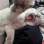 Ziggy Bane is registered to the contest to win money with this photo: cat, white_cat, yawning, pet, paw, fur, whiskers, teeth, tongue, close_up, indoor, blanket, fabric, clothing, texture, relaxed, mouth, nose, cozy, bedroom
