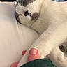 Clyde joined the competition — help win amazing prizes! cat, sleeping, paw, human_hand, white_fur, grey_fur, close_up, indoor, resting, cozy, pet, animal, feline, napping, cute, domestic_cat, friendship, comfort, soft, relaxation
