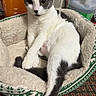 Clyde is registered to the contest to win money with this photo: cat, pet_bed, gray_and_white, relaxed, cozy, fluffy, crossed_paws, tail, indoor, household_items, carpet, feline, resting, comfort, domestic, animal, cute, fur, patterned_bed, close_up