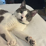 Clyde joined the competition — help win amazing prizes! cat, pet, gray_and_white, fur, paw, whiskers, indoor, relaxed, lying_down, curious, green_eyes, collar, close_up, cute, animal, mammal, feline, soft_fur, resting, domestic