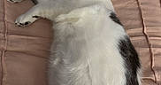 Clyde joined the competition — help win amazing prizes! cat, pet, domestic_animal, feline, white_fur, gray_fur, lying_down, bed, blanket, indoor, cute, whiskers, ears, paws, collar, relaxed, fur, animal, mammal, resting