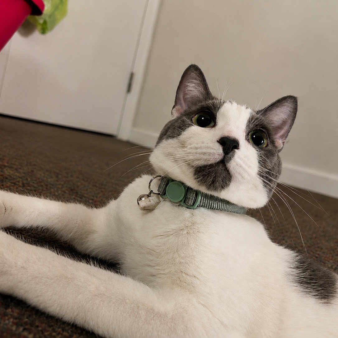 Clyde joined the competition — help win amazing prizes! cat, indoor, carpet, collar, pet, white, gray, feline, curious, alert, floor, door, whiskers, house, domestic, animal, mammal, closeup, resting, cute