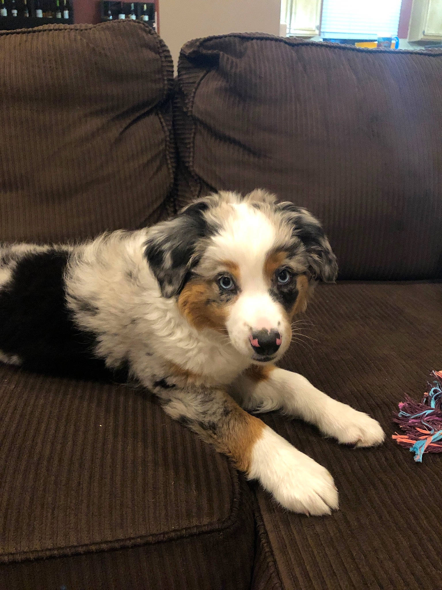 Oakley joined the competition — help win amazing prizes! australian_collie, australian_shepherd, border_collie, canidae, carnivore, companion_dog, dog, dog_breed, mammal, miniature_australian_shepherd, puppy, rare_breed_dog, sporting_group, tornjak, vertebrate, working_dog