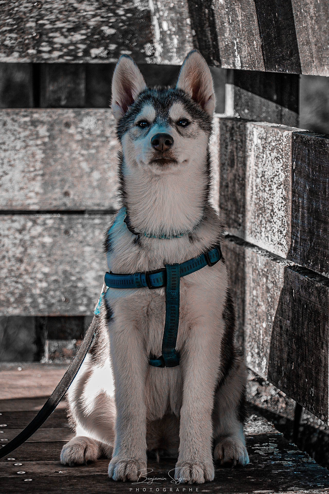 Talya a rejoint le concours — aidez-le/la à gagner de superbes lots ! canidae, carnivore, collar, companion_dog, dog, dog_breed, dog_supply, electric_blue, fawn, felidae, fur, grey, leash, pet_supply, small_to_medium_sized_cats, snout, sporting_group, tail, whiskers, working_animal
