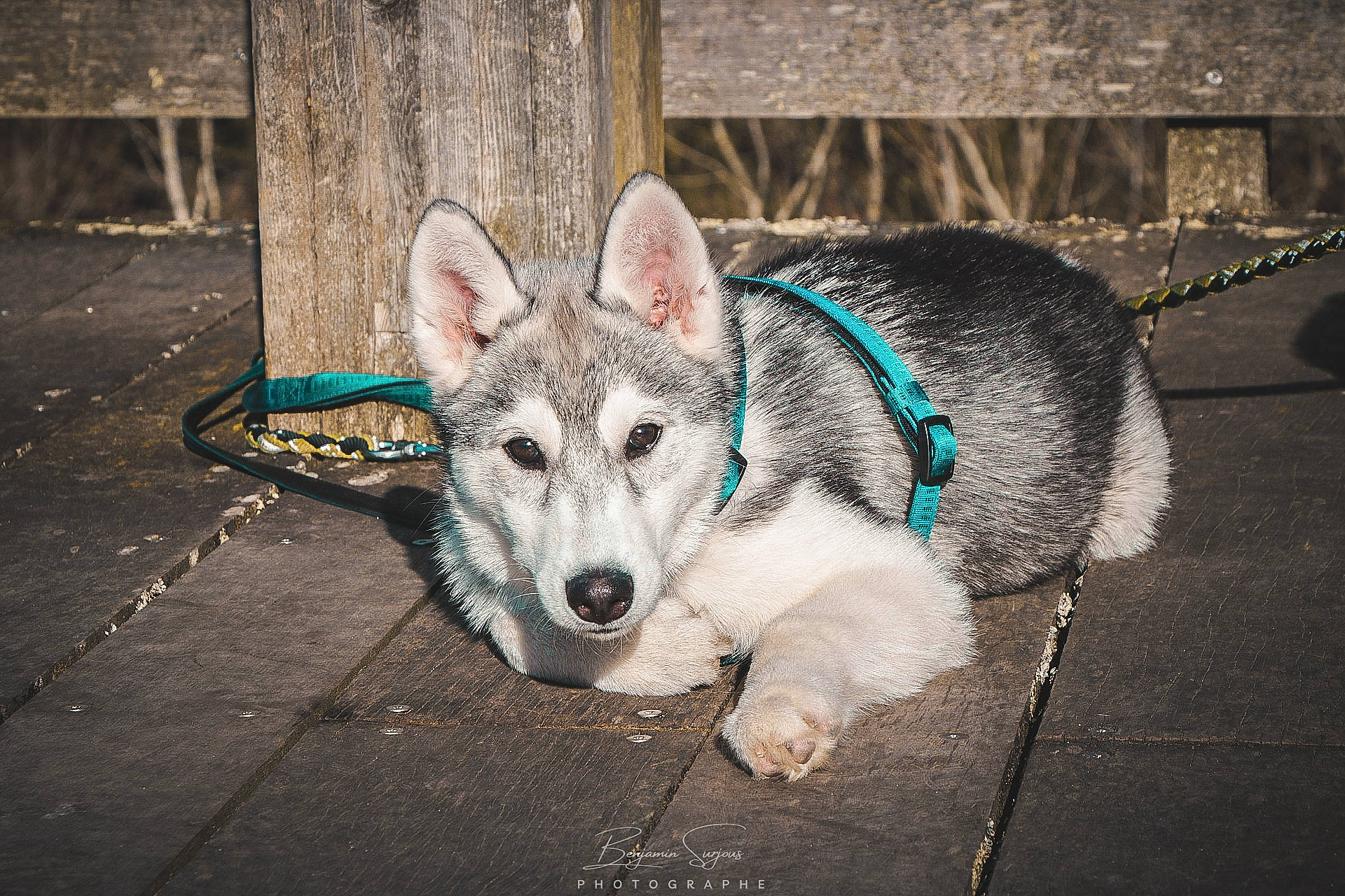 Talya a rejoint le concours — aidez-le/la à gagner de superbes lots ! art, asphalt, carnivore, dog, dog_breed, eye, felidae, fur, grass, road, road_surface, sidewalk, sled_dog, small_to_medium_sized_cats, snout, tail, terrestrial_animal, tree, whiskers, wolf