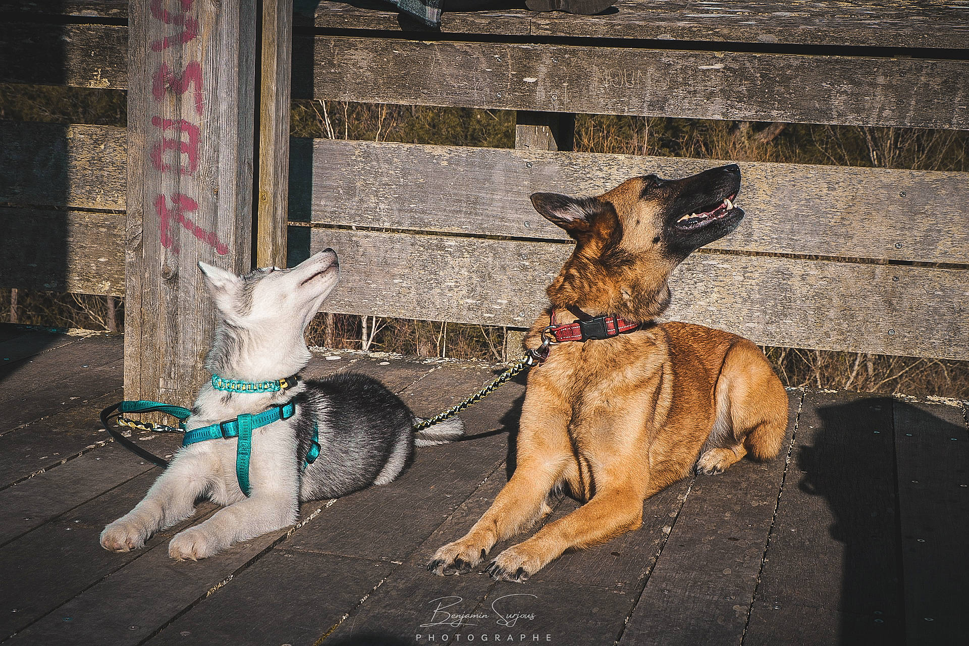 Talya a rejoint le concours — aidez-le/la à gagner de superbes lots ! canidae, carnivore, collar, companion_dog, dog, dog_breed, dog_collar, dog_supply, fawn, leash, mammal, old_german_shepherd_dog, pet_supply, road_surface, snout, sporting_group, street, vertebrate, working_animal, working_dog