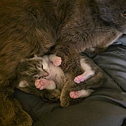 Wicket joined the competition — help win amazing prizes! cat, kitten, mother_cat, feline, paw, paws, pink_paws, whiskers, fur, cuddling, sleeping, newborn, cozy, blanket, bedding, indoor, pet, close_up, resting, mammal