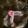 Wicket is registered to the contest to win money with this photo: kitten, paw, pink_paw_pads, fur, closeup, sleeping, tiny, cute, animal, pet, claws, macro, blurry, soft, grey_fur, white_fur, paws, resting, cozy, blurred_background