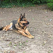 Kador a rejoint le concours — aidez-le/la à gagner de superbes lots ! alert, animal, canine, collar, daytime, dog, earth, fur, german_shepherd, greenery, leaves, mammal, nature, outdoor, pet, resting, side_view, summer, tongue, wildlife