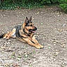 dog, german_shepherd, outdoor, earth, leaves, greenery, nature, pet, canine, animal, fur, tongue, alert, resting, collar, mammal, side_view, summer, daytime, wildlife