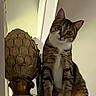 animal, artichoke, cat, curious, decor, ears, feline, furniture, head_tilt, household, indoor, light, looking, paws, pet, portrait, sculpture, sitting, tabby_cat, whiskers