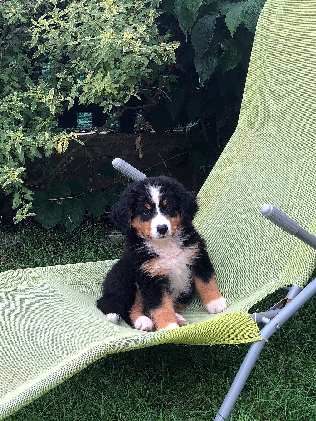 Uma participe au concours pour gagner de l'argent avec cette photo : bernese_mountain_dog, canidae, carnivore, companion_dog, dog, dog_breed, grass, herding_dog, leaf, leisure, outdoor_furniture, plant, recreation, shade, sporting_group, tints_and_shades, toy_dog, tree, windshield, working_animal