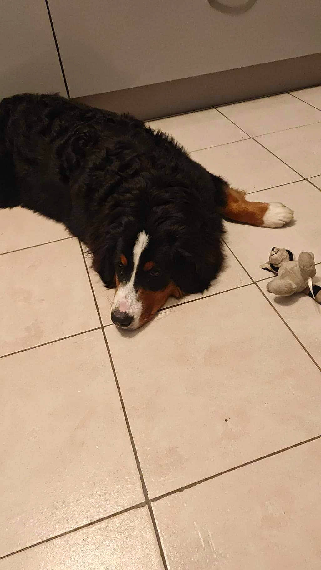 Uma participe au concours pour gagner de l'argent avec cette photo : bernese_mountain_dog, carnivore, companion_dog, dog, dog_breed, floor, flooring, fur, giant_dog_breed, hardwood, herding_dog, liver, mammal, road_surface, snout, tail, tile_flooring, toy_dog, working_animal, working_dog