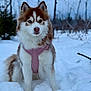 dog, pomsky, snow, winter, outdoors, forest, trees, pink_harness, blue_eyes, heterochromia, fluffy_fur, sitting, portrait, canine, muzzle, paws, cold, snowy_landscape, instagram_story_ui, pet_photo