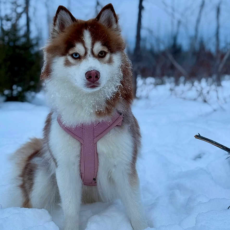Bianca participe au concours pour gagner de l'argent avec cette photo : blue_eyes, canine, cold, dog, fluffy_fur, forest, heterochromia, instagram_story_ui, muzzle, outdoors, paws, pet_photo, pink_harness, pomsky, portrait, sitting, snow, snowy_landscape, trees, winter