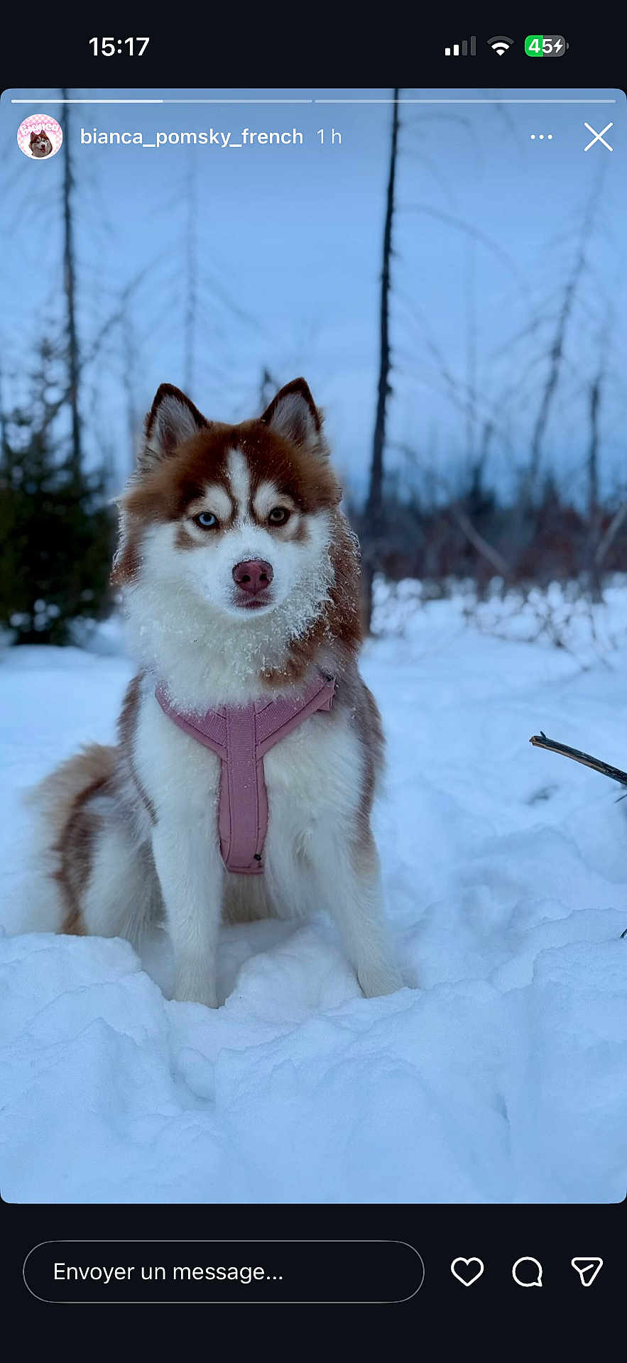 Bianca participe au concours pour gagner de l'argent avec cette photo : dog, pomsky, snow, winter, outdoors, forest, trees, pink_harness, blue_eyes, heterochromia, fluffy_fur, sitting, portrait, canine, muzzle, paws, cold, snowy_landscape, instagram_story_ui, pet_photo