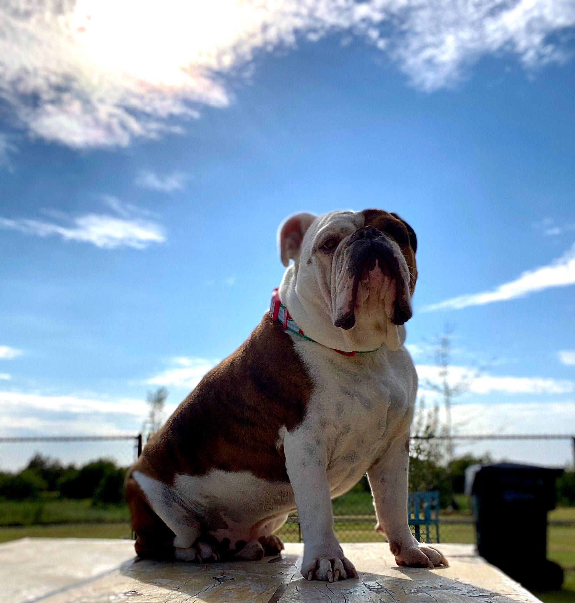 Sullivan is registered to the contest to win money with this photo: bulldog, canidae, carnivore, cloud, companion_dog, cumulus, dog, dog_breed, dog_collar, fawn, grass, leash, molosser, plant, road_surface, sky, sporting_group, tree, white_english_bulldog, wrinkle