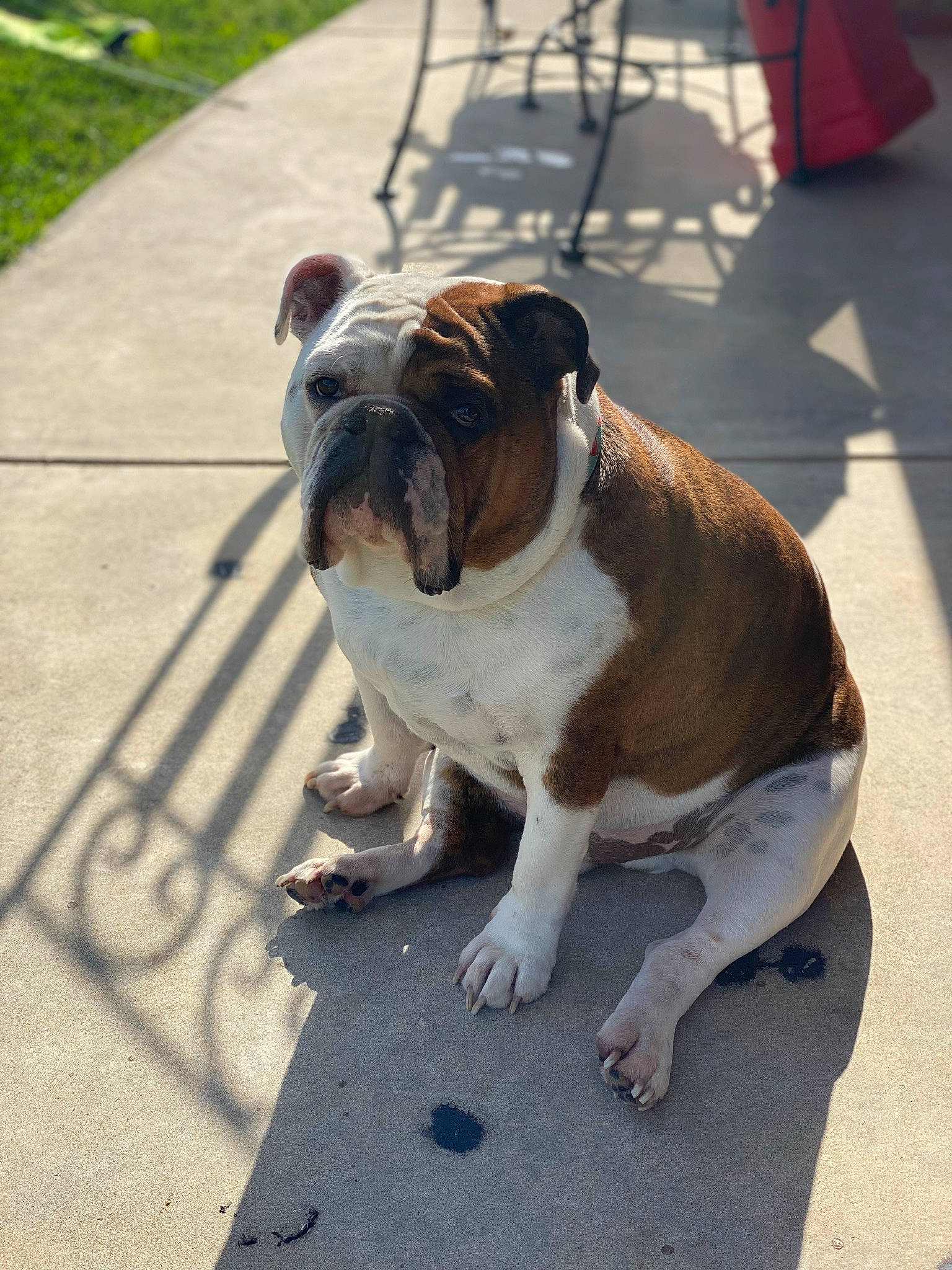 Sullivan joined the competition — help win amazing prizes! asphalt, bulldog, canidae, carnivore, collar, companion_dog, concrete, dog, dog_breed, dog_collar, fawn, flooring, leash, road_surface, sidewalk, snout, sporting_group, tail, working_animal, wrinkle
