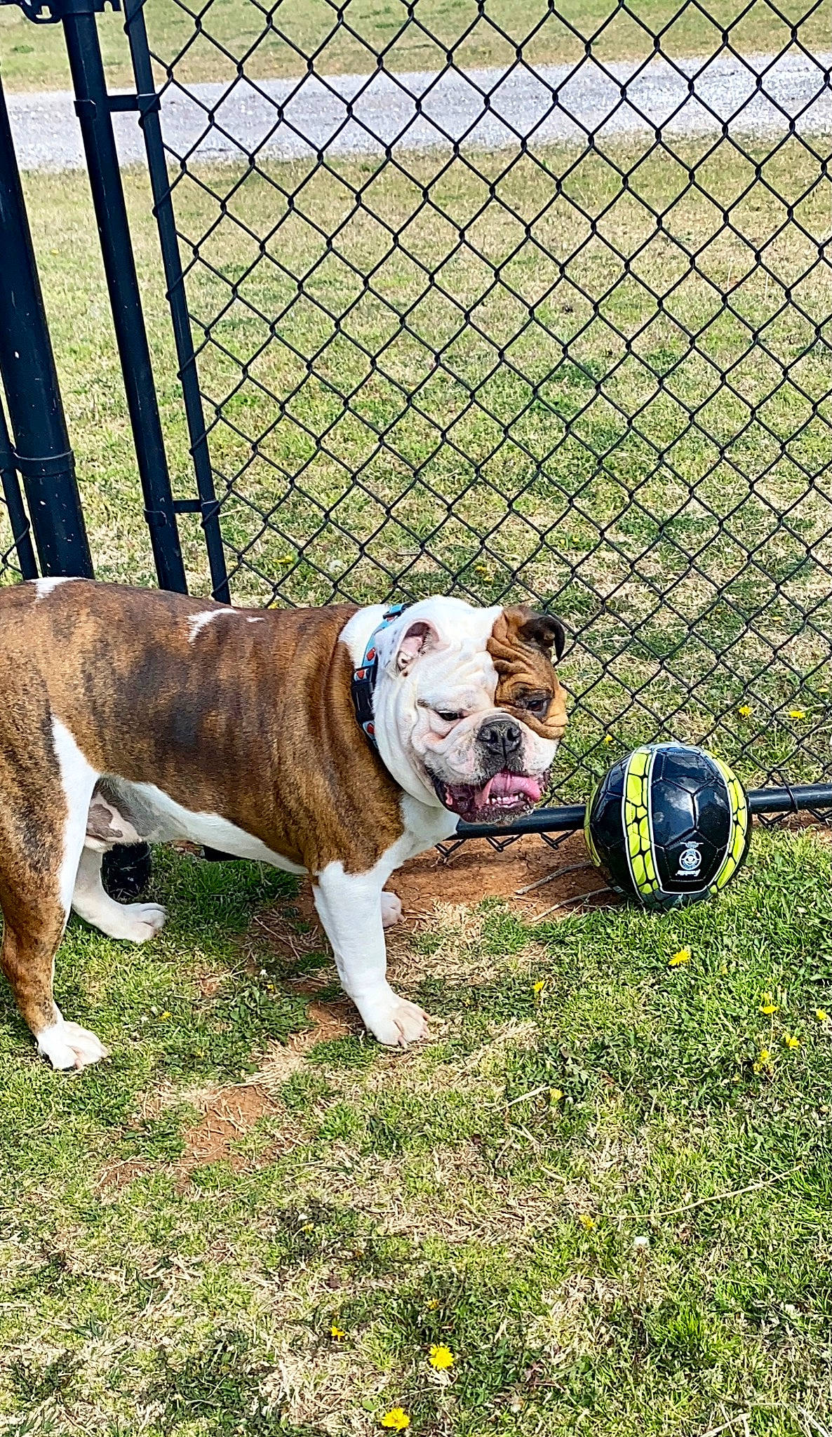 Sullivan is registered to the contest to win money with this photo: ball, carnivore, collar, companion_dog, dog, dog_breed, dog_collar, dog_supply, fawn, fence, football, grass, leash, mesh, pet_supply, plant, snout, sports_equipment, tennis_ball, wire_fencing