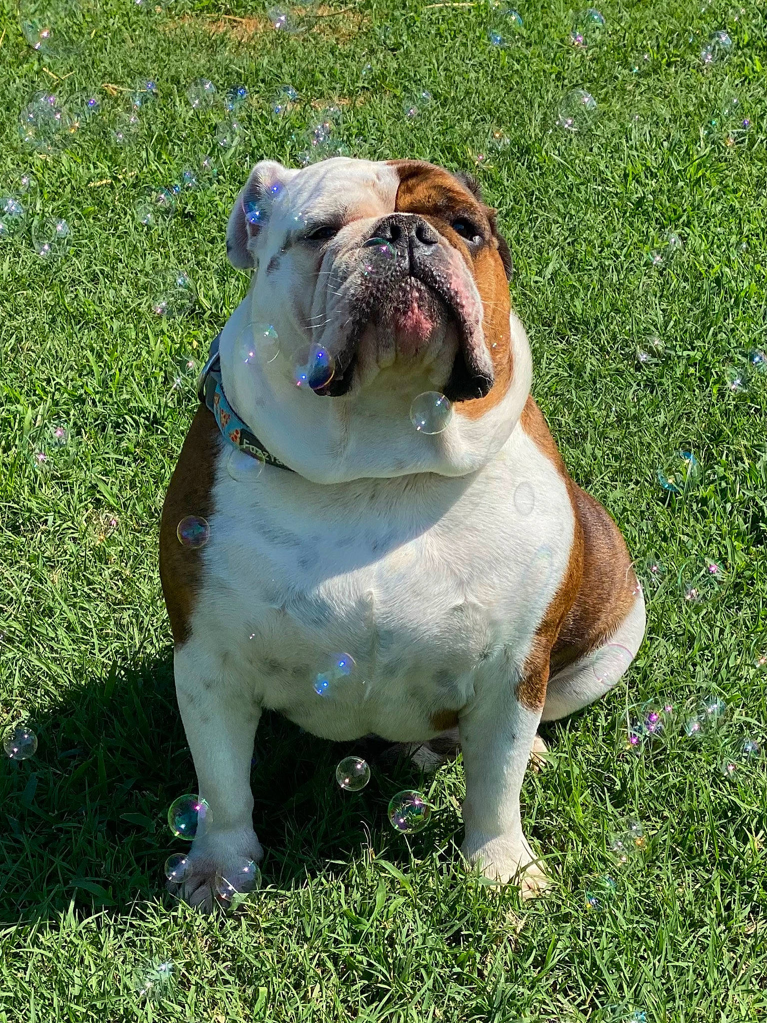 Sullivan is registered to the contest to win money with this photo: bulldog, canidae, carnivore, companion_dog, dog, dog_breed, dog_collar, fawn, grass, groundcover, molosser, plant, snout, sporting_group, terrestrial_animal, toy_dog, tree, white_english_bulldog, working_dog, wrinkle