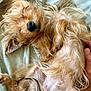Evie is registered to the contest to win money with this photo: animal, bed, bedding, belly_up, canine, closeup, cute, dog, fur, hand, indoor, lying_down, nose, nose_closeup, pet, relaxation, scruffy, sleepy, small_dog, whiskers