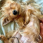 Evie joined the competition — help win amazing prizes! animal, bed, bedding, belly_up, canine, closeup, cute, dog, fur, hand, indoor, lying_down, nose, nose_closeup, pet, relaxation, scruffy, sleepy, small_dog, whiskers