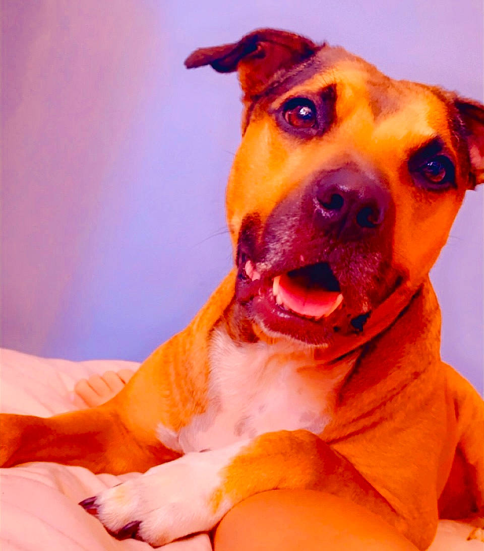 Douï a rejoint le concours — aidez-le/la à gagner de superbes lots ! ancient_dog_breeds, canidae, carnivore, collar, companion_dog, dog, dog_breed, dog_collar, fawn, fur, guard_dog, happy, jaw, orange, paw, snout, sporting_group, whiskers, working_animal, working_dog