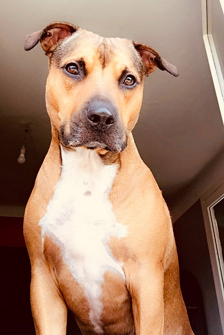 Douï a rejoint le concours — aidez-le/la à gagner de superbes lots ! ancient_dog_breeds, canidae, carnivore, collar, companion_dog, dog, dog_breed, dog_collar, dog_supply, fawn, giant_dog_breed, guard_dog, hunting_dog, non_sporting_group, pet_supply, snout, sporting_group, whiskers, working_animal, working_dog