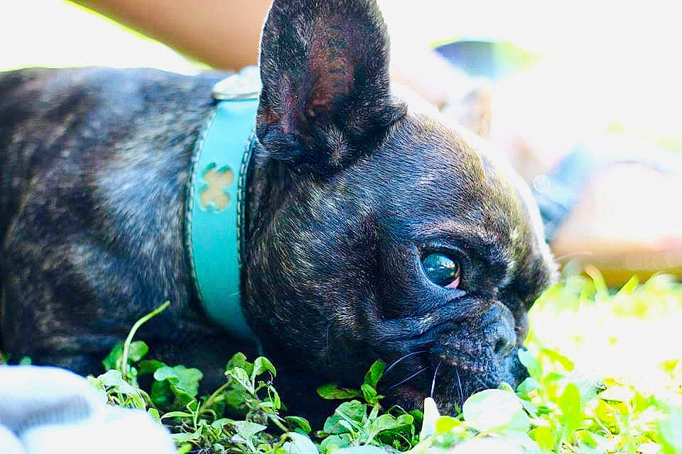 Maka participe au concours pour gagner de l'argent avec cette photo : canidae, carnivore, collar, companion_dog, dog, dog_breed, ear, electric_blue, fawn, grass, non_sporting_group, plant, pug, snout, sporting_group, terrestrial_animal, toy_dog, whiskers, working_animal, wrinkle