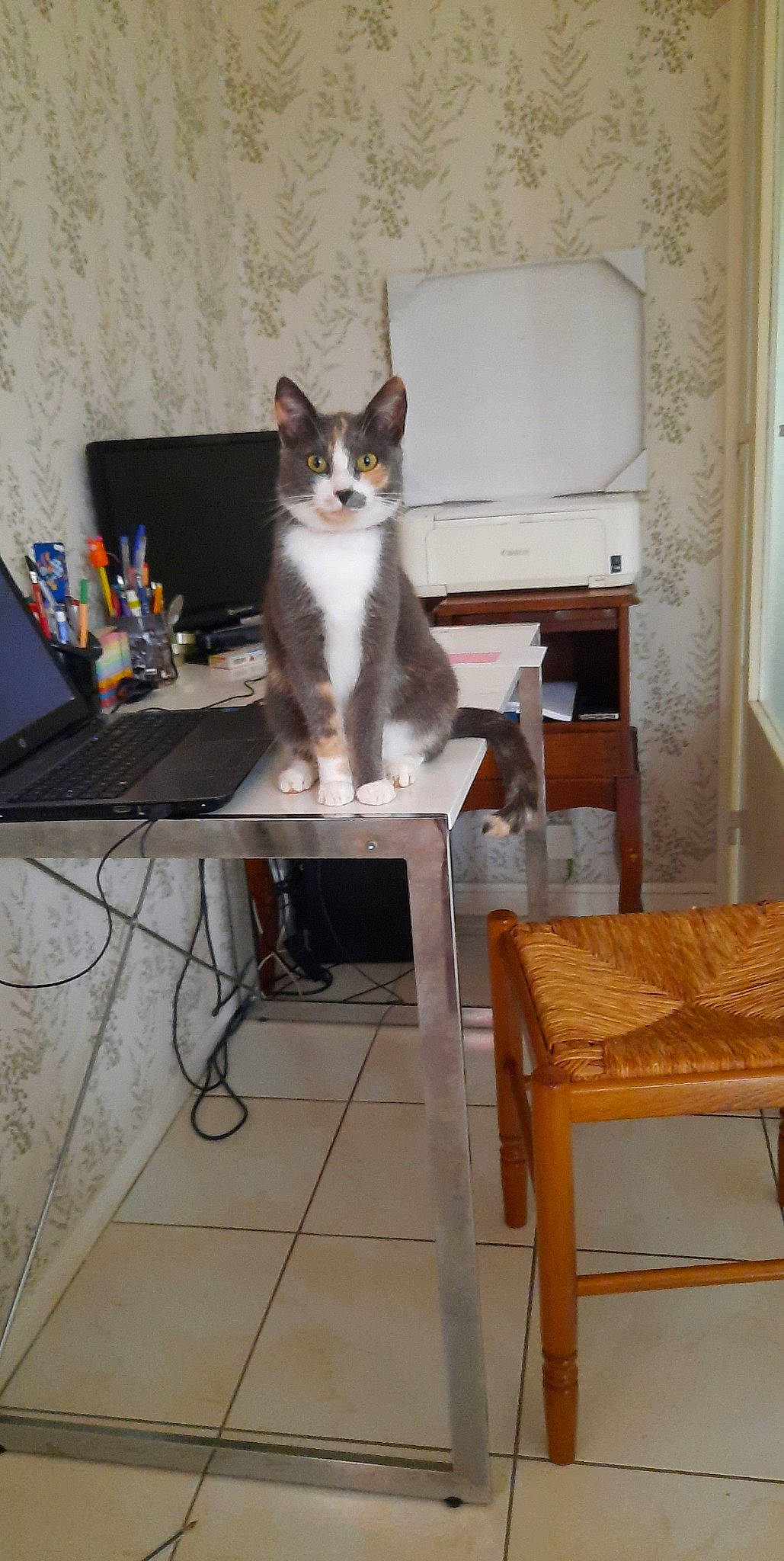 Pim'S participe au concours pour gagner de l'argent avec cette photo : aegean_cat, carnivore, cat, domestic_short_haired_cat, european_shorthair, felidae, floor, flooring, furniture, room, small_to_medium_sized_cats, table, whiskers, wood