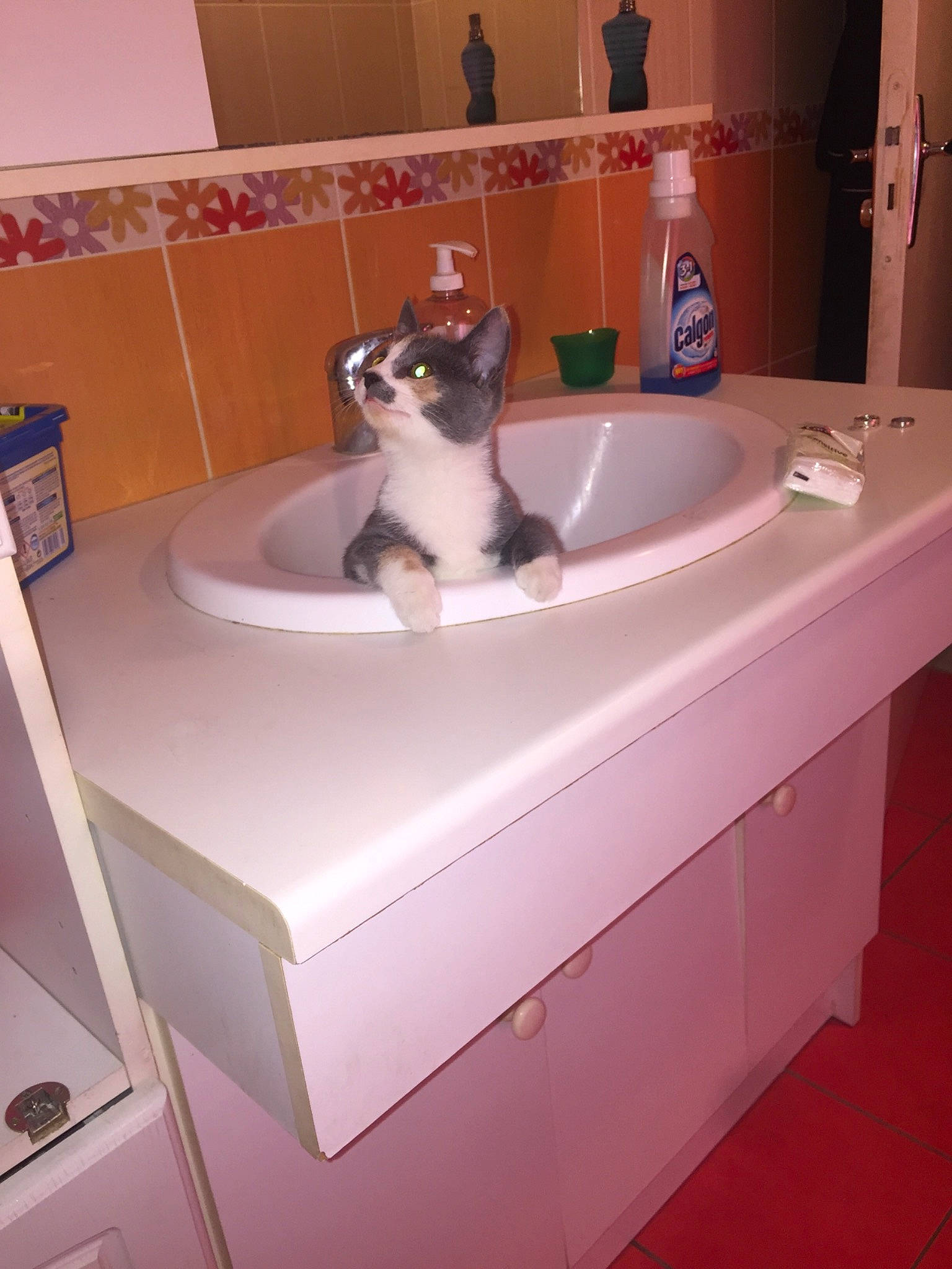 Pim'S participe au concours pour gagner de l'argent avec cette photo : bathroom, bathroom_sink, carnivore, cat, countertop, felidae, interior_design, plumbing_fixture, room, sink, small_to_medium_sized_cats, table, tap, whiskers
