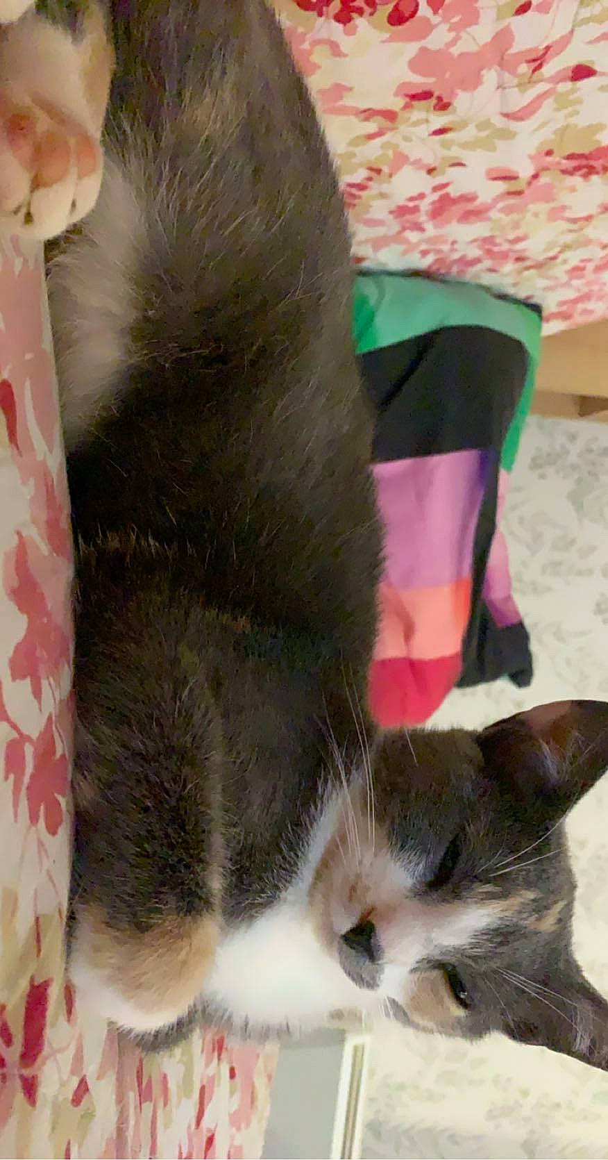 Pim'S participe au concours pour gagner de l'argent avec cette photo : carnivore, cat, ear, felidae, fur, hair, kitten, small_to_medium_sized_cats, tail, whiskers