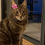 cat, tabby_cat, pet, indoor, wooden_surface, glass_door, pink_bow, animal, feline, whiskers, ears, eyes, sitting, domestic_cat, cute, fur, house, evening, window, reflection