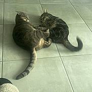 Hermès a rejoint le concours — aidez-le/la à gagner de superbes lots ! cat, tabby_cat, floor, tile_floor, indoor, pet, animal, sleeping, resting, tail, board_game, shelf, scrabble, furniture, home, cozy, slipper, paw, domestic, relaxing