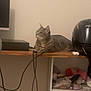 Gaya a rejoint le concours — aidez-le/la à gagner de superbes lots ! cat, tabby, shelf, helmet, cables, clutter, indoor, wood, electronics, storage, curious, pet, animal, feline, resting, household, technology, casual, relaxed, room