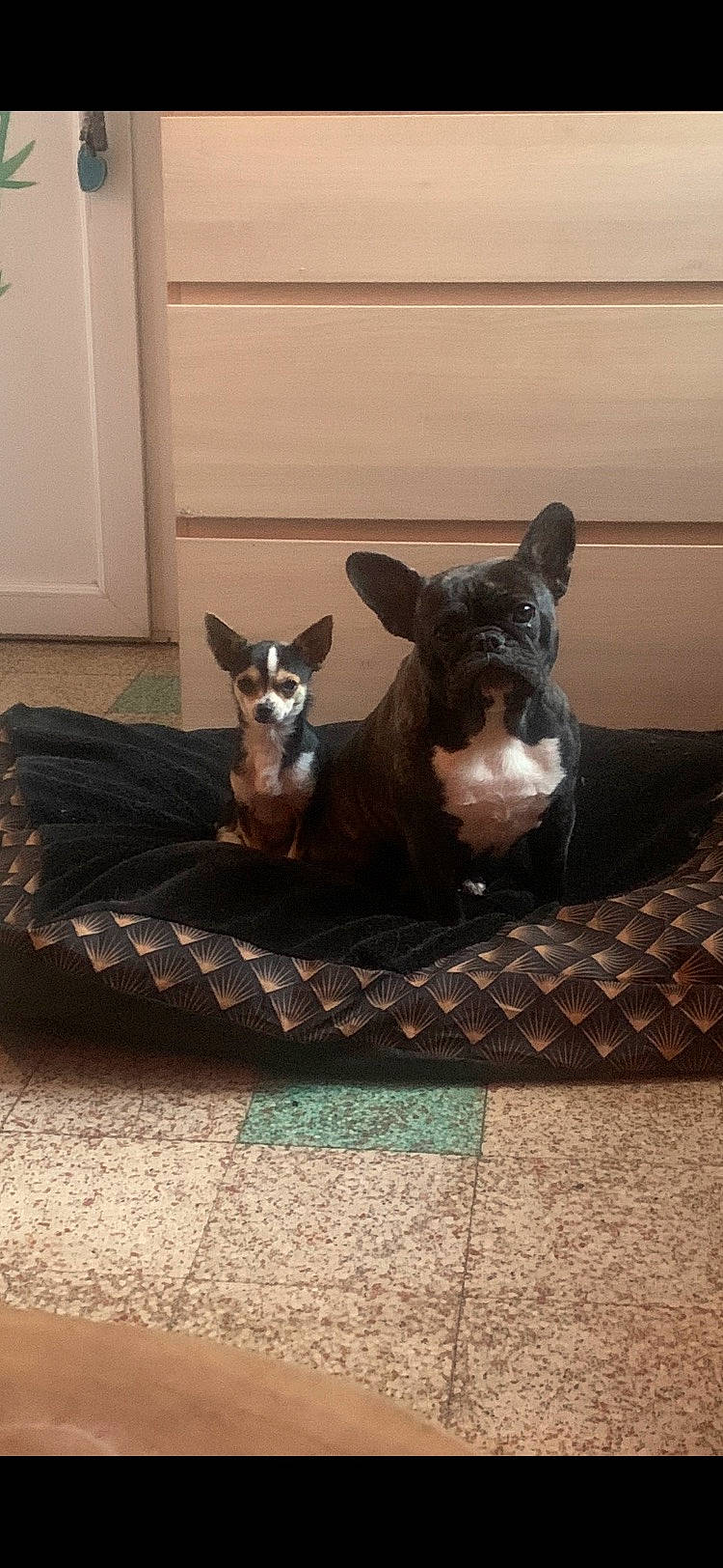 Louna participe au concours pour gagner de l'argent avec cette photo : brown, canidae, carnivore, companion_dog, dog, dog_breed, door, fawn, felidae, flooring, grey, hardwood, room, small_to_medium_sized_cats, snout, sporting_group, tail, toy_dog, whiskers, wood