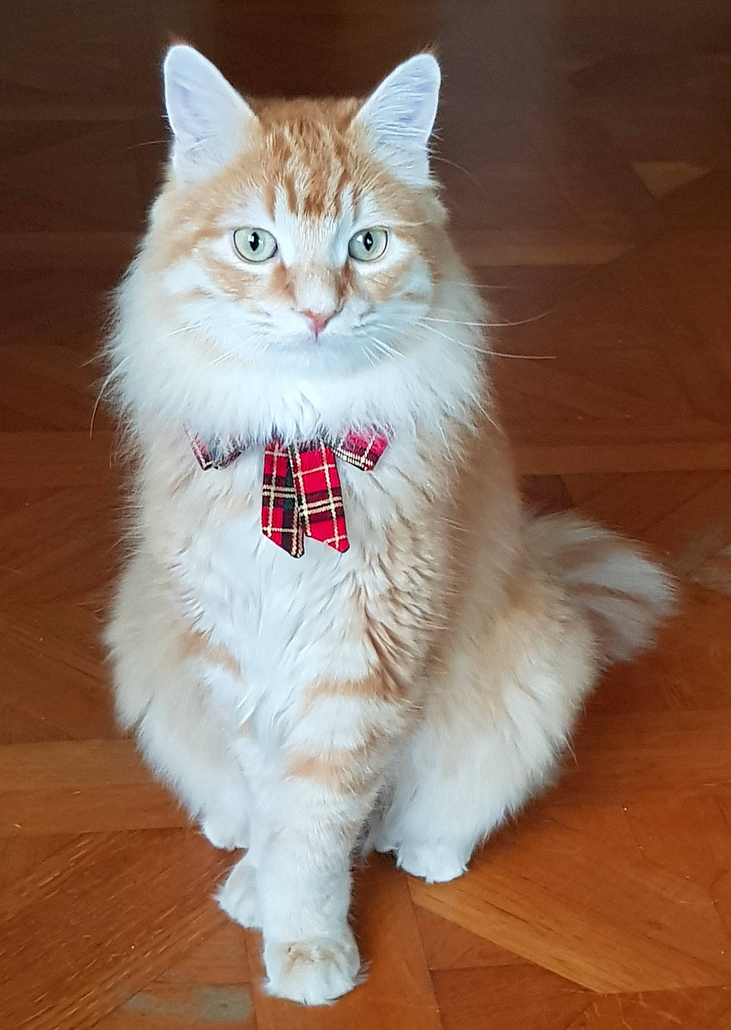 Parker a rejoint le concours — aidez-le/la à gagner de superbes lots ! british_longhair, carnivore, cat, domestic_short_haired_cat, fawn, felidae, flooring, fur, hardwood, laminate_flooring, paw, ragdoll, small_to_medium_sized_cats, snout, tail, varnish, whiskers, wood, wood_flooring, wood_stain