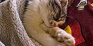 Viky participe au concours pour gagner de l'argent avec cette photo : kitten, cat, sleeping, blanket, cozy, fur, paw, bedspread, indoor, rest, cute, pet, animal, soft, comfort, relaxation, feline, nap, warm, snuggled