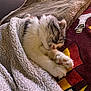 kitten, cat, sleeping, blanket, cozy, fur, paw, bedspread, indoor, rest, cute, pet, animal, soft, comfort, relaxation, feline, nap, warm, snuggled