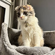 Viky a rejoint le concours — aidez-le/la à gagner de superbes lots ! cat, calico_cat, folded_ears, pet, indoor, plush_bed, gray_bed, curious, sitting, soft_fur, collar, charm, window, curtain, neutral_background, close_up, feline, young_cat, cozy, domestic_animal