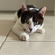 Tac participe au concours pour gagner de l'argent avec cette photo : abyssinian, accessories, animal, cat, hardwood, indoors, kitten, manx, pet, siamese, strap, tile, wood