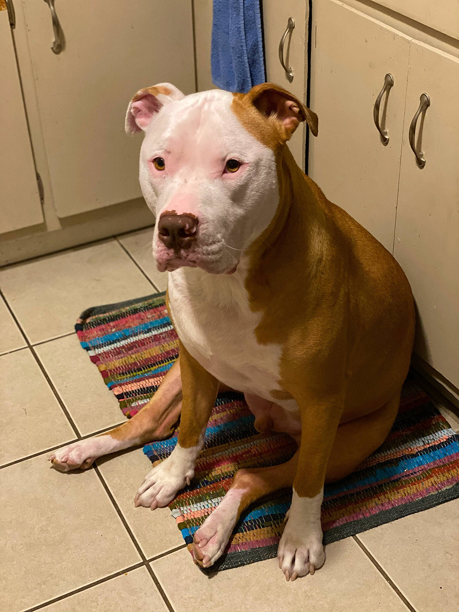 Bryson joined the competition — help win amazing prizes! american_bulldog, american_pit_bull_terrier, american_staffordshire_terrier, bull_and_terrier, bulldog, canidae, carnivore, cordoba_fighting_dog, dog, dog_breed, fawn, mammal, non_sporting_group, old_english_terrier, pit_bull, rare_breed_dog, snout, staffordshire_bull_terrier, valley_bulldog, vertebrate